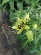 Image of Passiflora coriacea Juss.