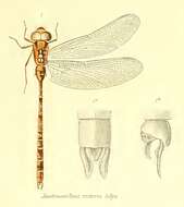 Image of Acanthaeschna Selys 1883