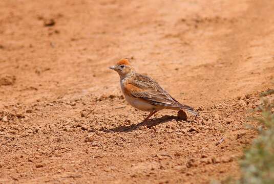 Image of White-winged Lark