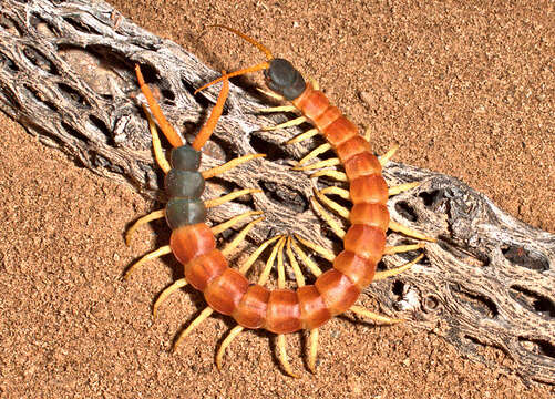 Image of Giant Redheaded Centipede