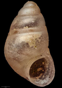 Image of Eatoniella fossa Ponder 1965