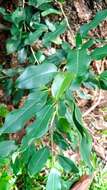 Image of Ficus pertusa L. fil.