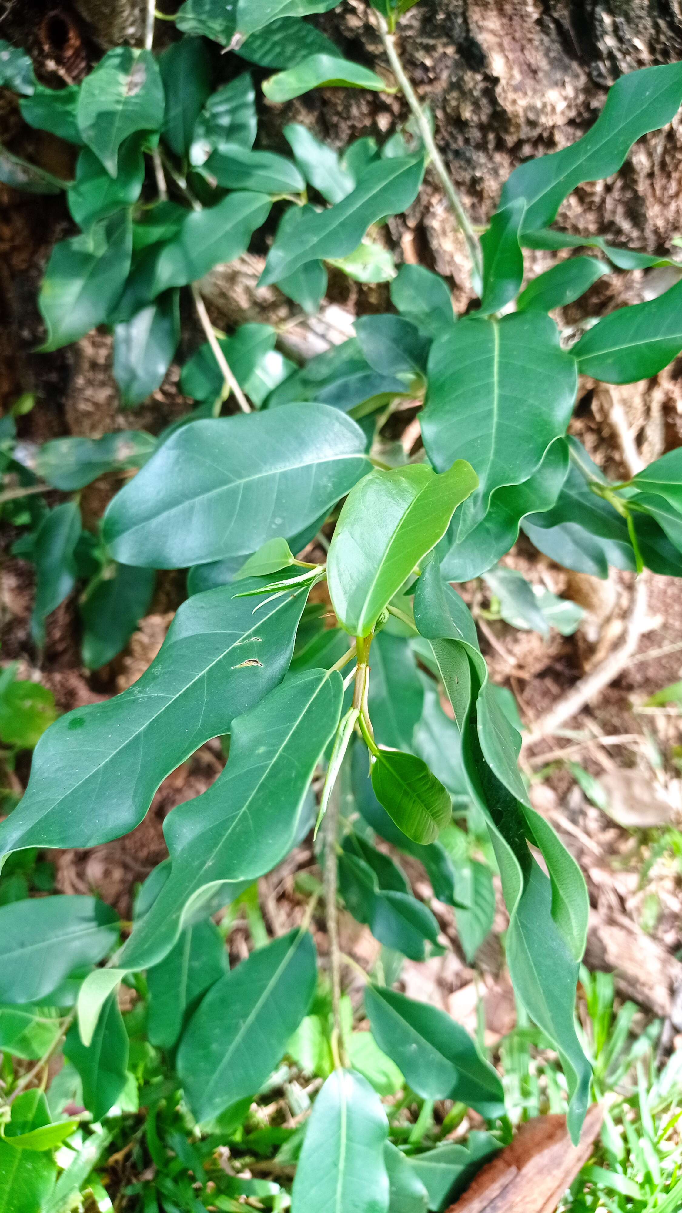 Image of Ficus pertusa L. fil.