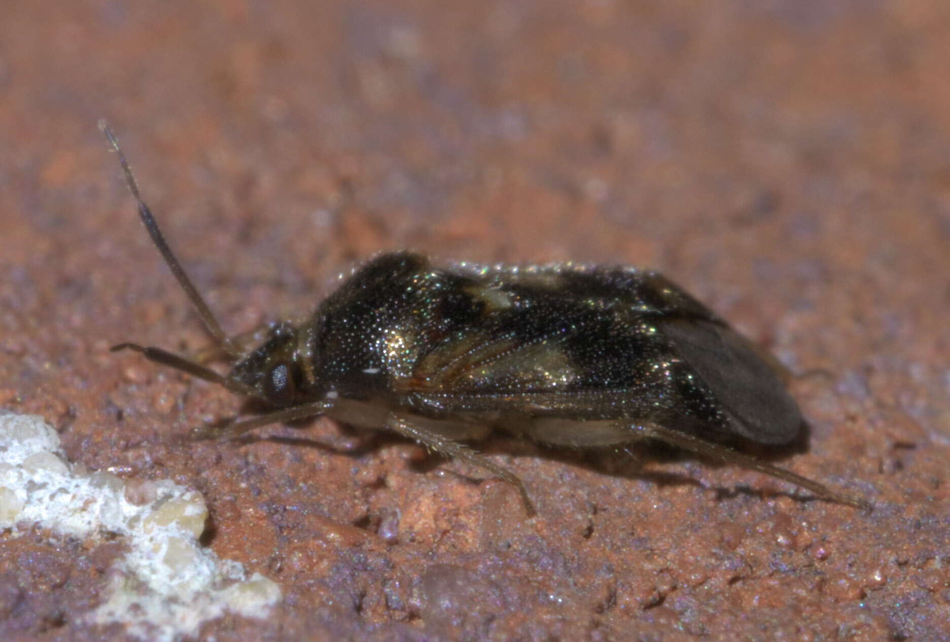 Image of Eurychilopterella luridula Reuter 1909