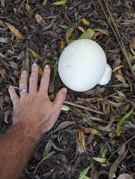 Imagem de Calvatia gigantea (Batsch) Lloyd 1904