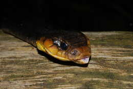 Image of Amazon False Fer-de-lance