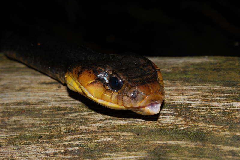 Image of Amazon False Fer-de-lance