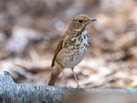 Image of Hermit Thrush