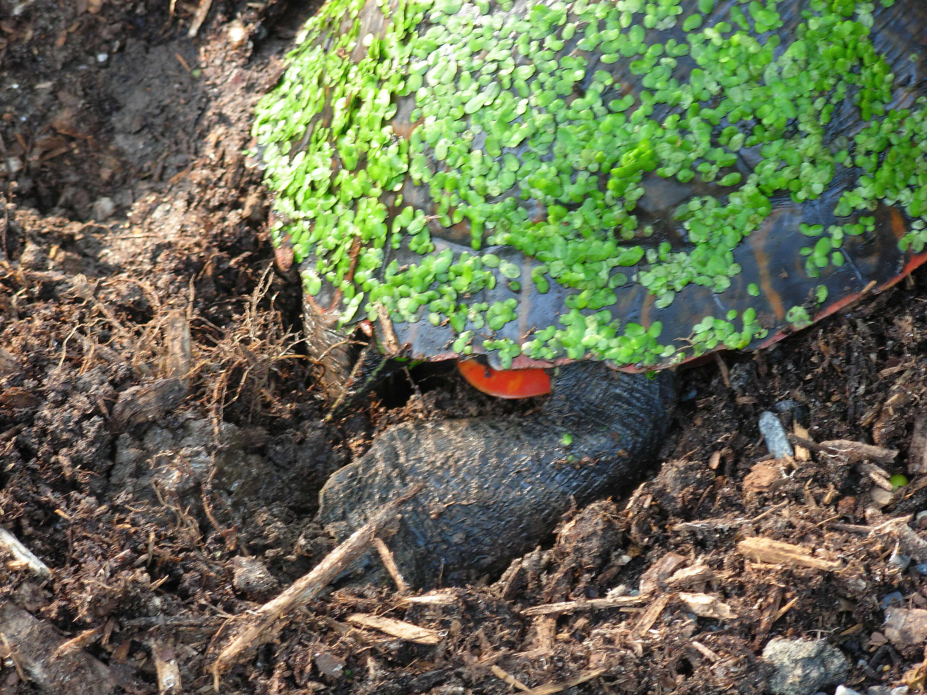 Image of American Red-bellied Turtle