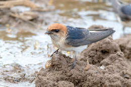 Image de Hirondelle ariel