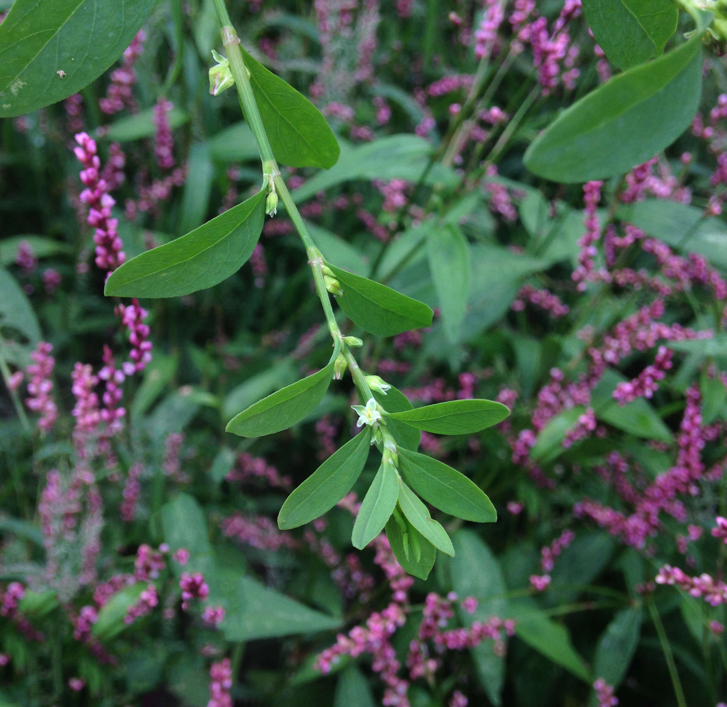 Image of erect knotweed