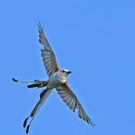 Image of Scissor-tailed Flycatcher