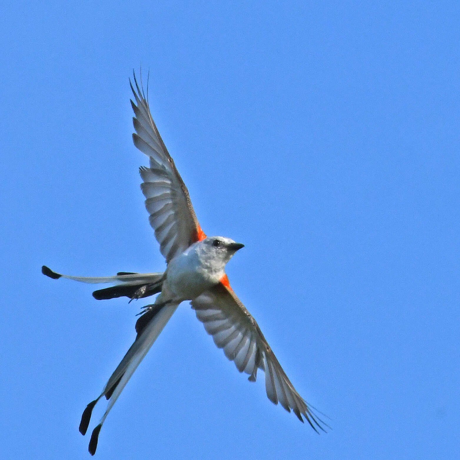 Image of Scissor-tailed Flycatcher