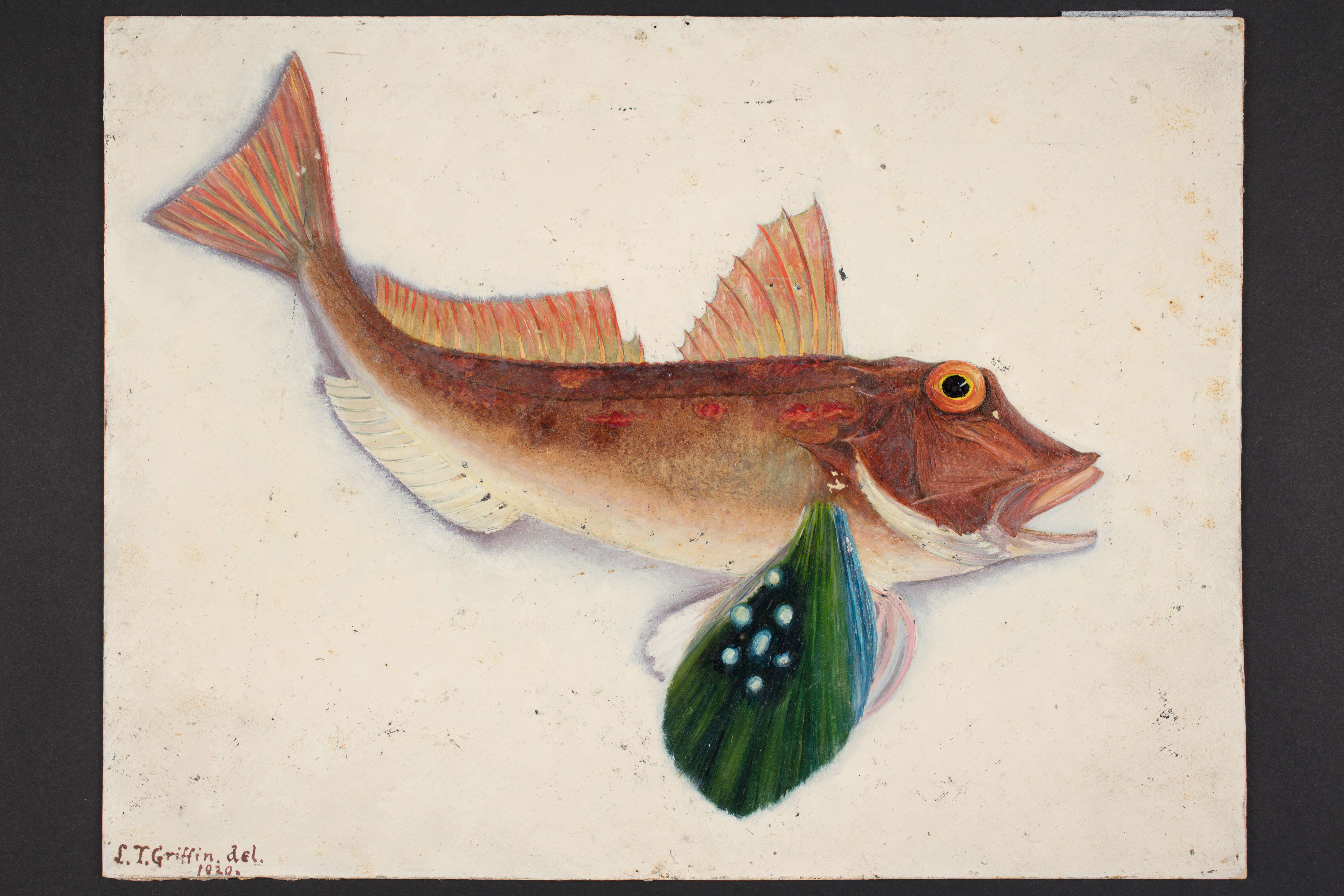 Image of Scaly gurnard