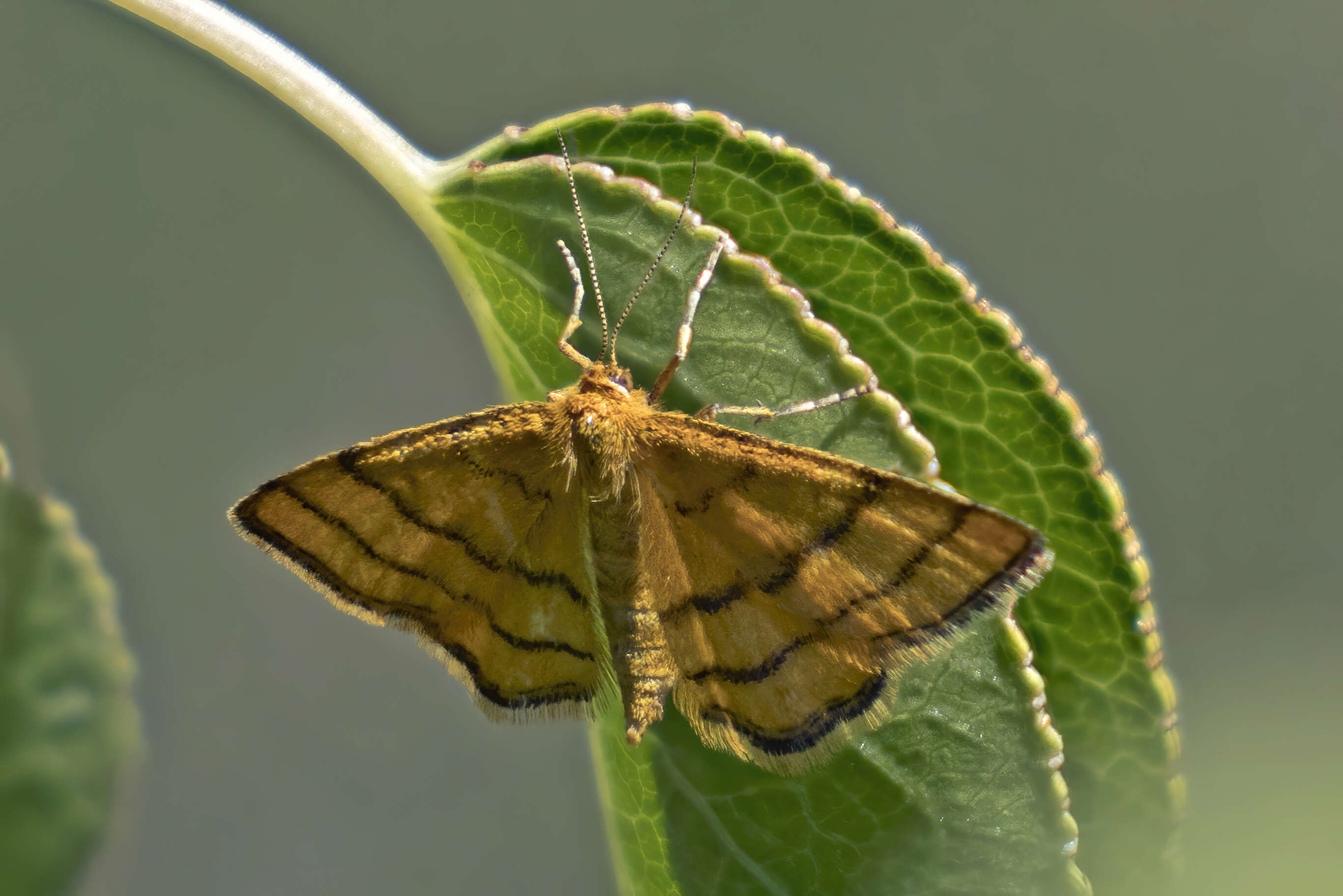 صورة Idaea aureolaria Schiffermüller 1775