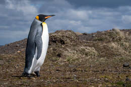 Image of King Penguin