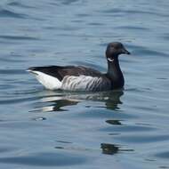 Image of Grey-bellied Brent Goose