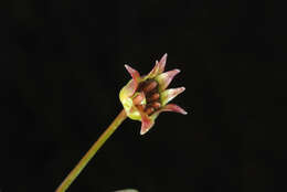 Image of Dwarf Dandelion