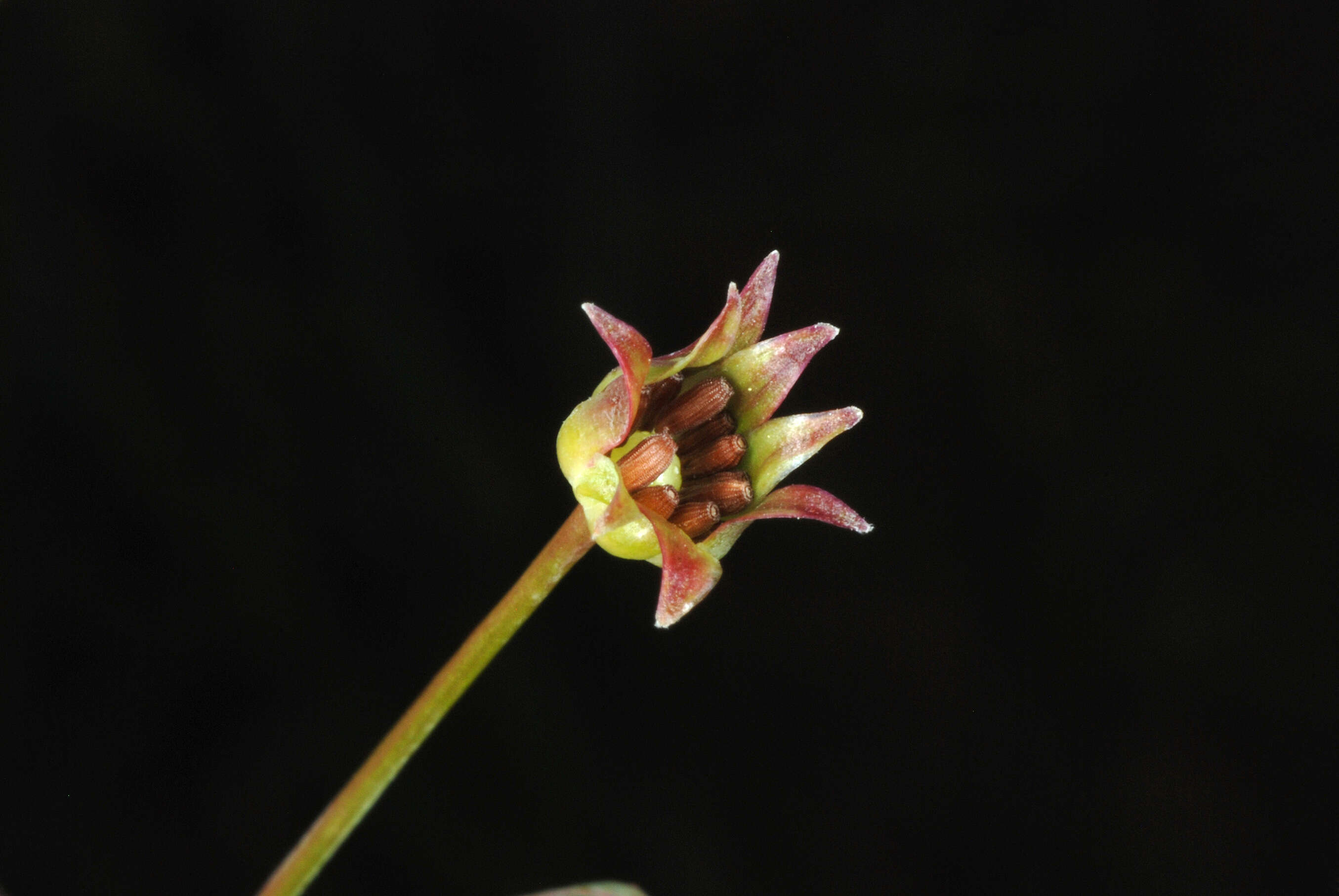 Image of Dwarf Dandelion