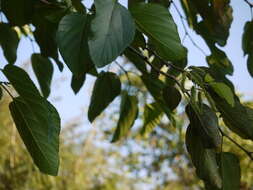 Image of white mulberry