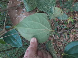 Image of Australian pepper