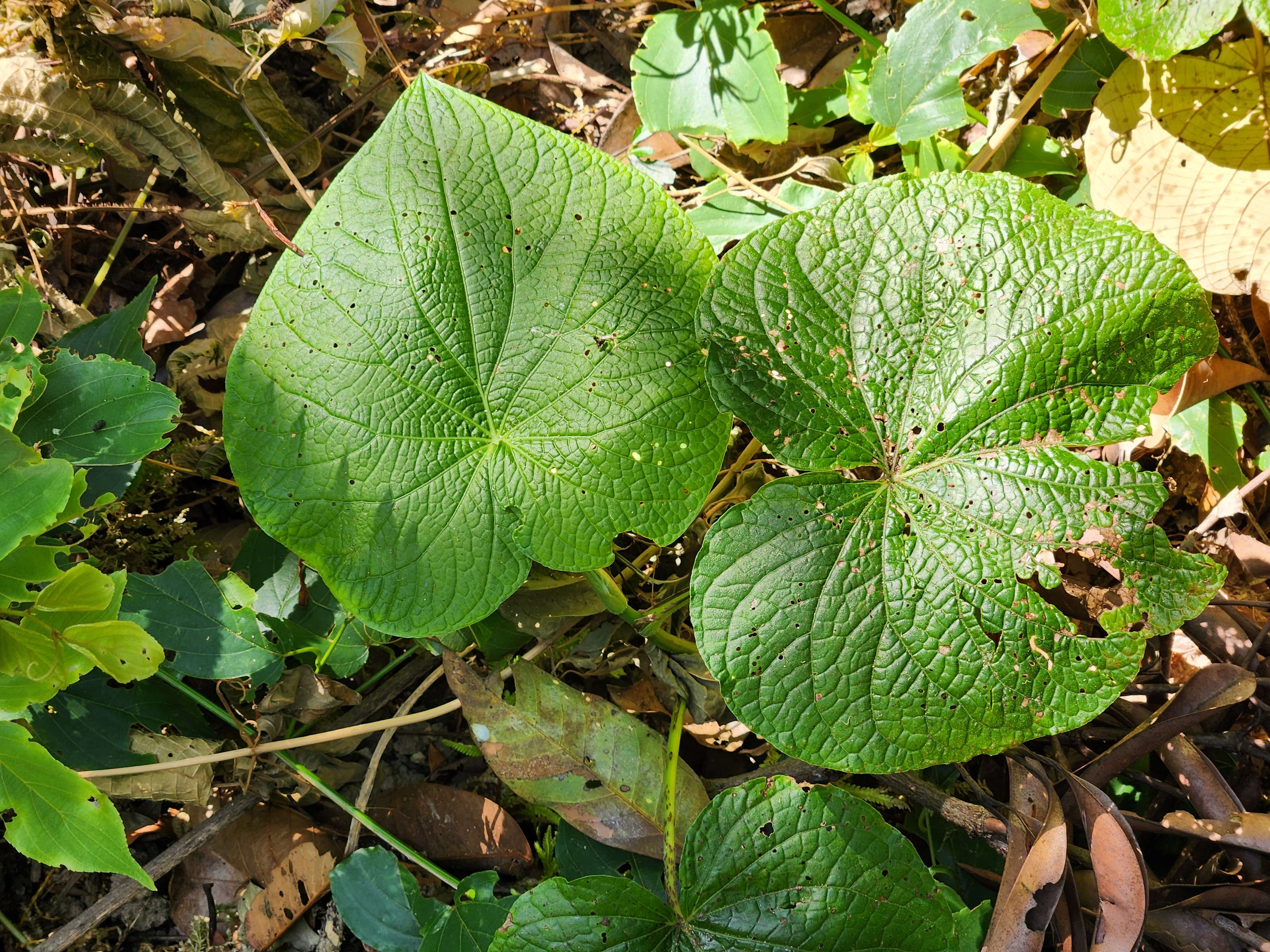 Слика од Piper umbellatum L.