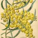 Image of Acacia dentifera Benth.