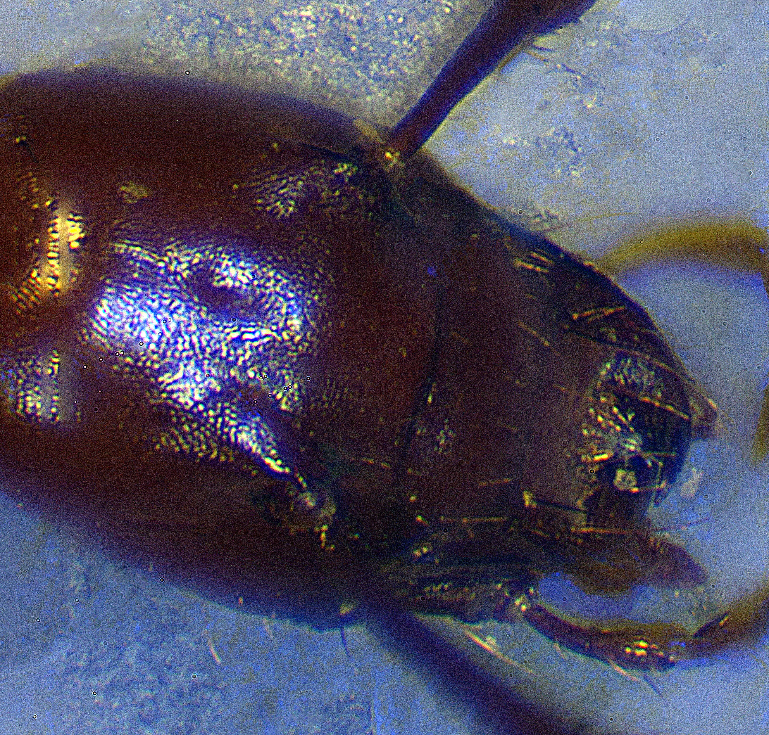 Image of Blind Cave Beetle