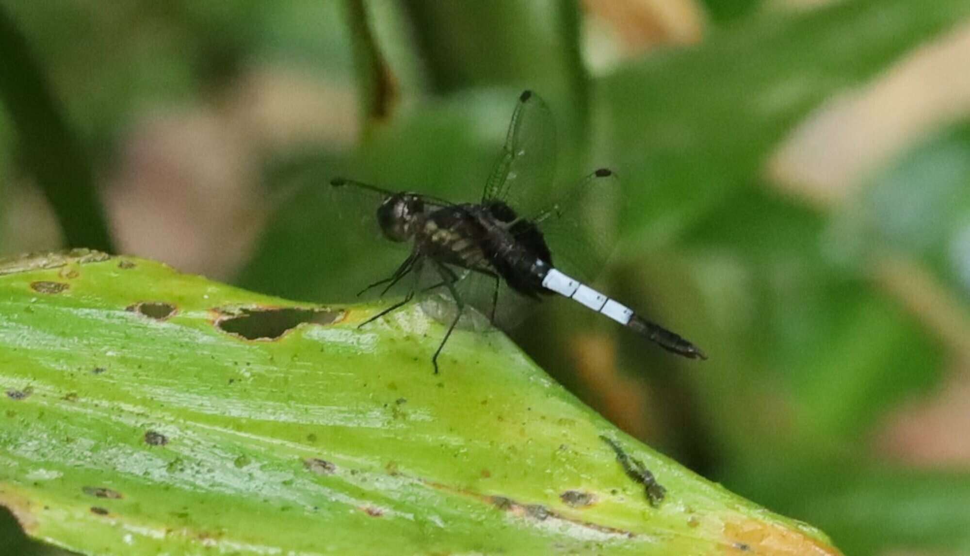 Слика од Erythrodiplax unimaculata (De Geer 1773)