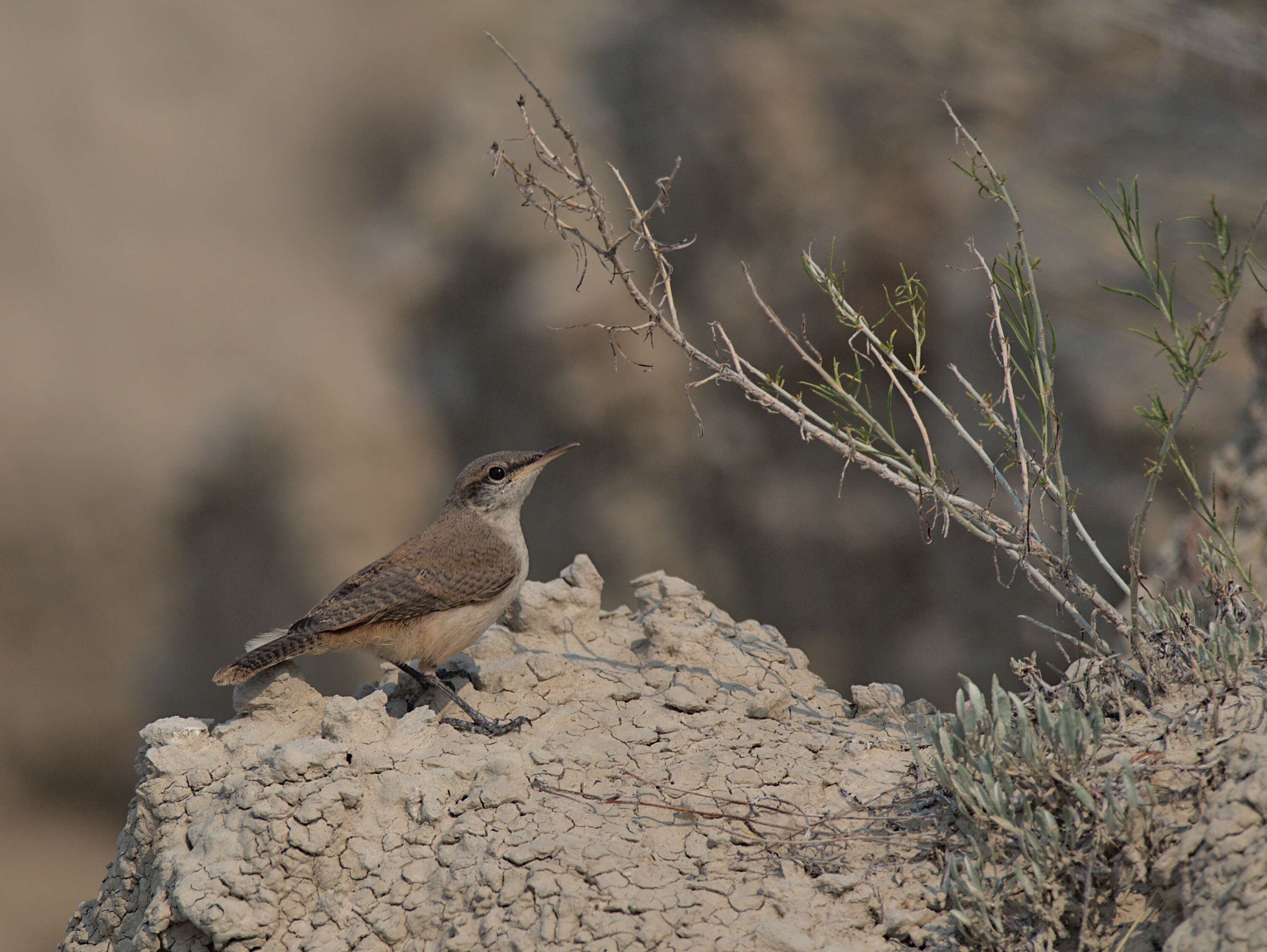 Image of Salpinctes Cabanis 1847