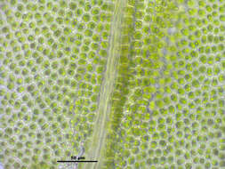 Image of aulacomnium moss