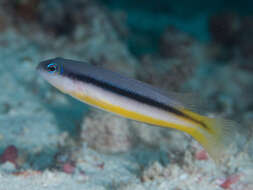 Слика од Pseudochromis ammeri Gill, Allen & Erdmann 2012