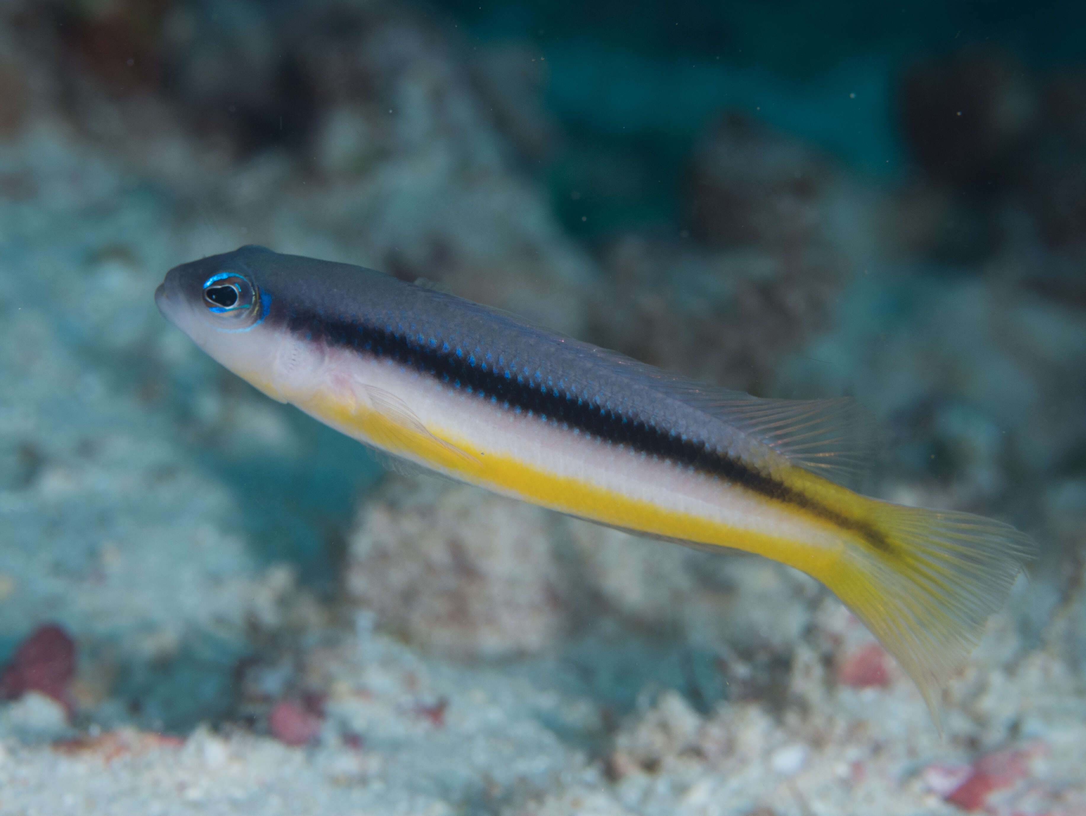 Слика од Pseudochromis ammeri Gill, Allen & Erdmann 2012