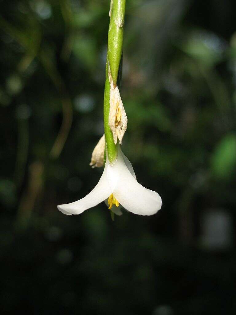 Image of Tillandsia alvareziae Rauh