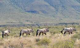 Image of Gemsbok