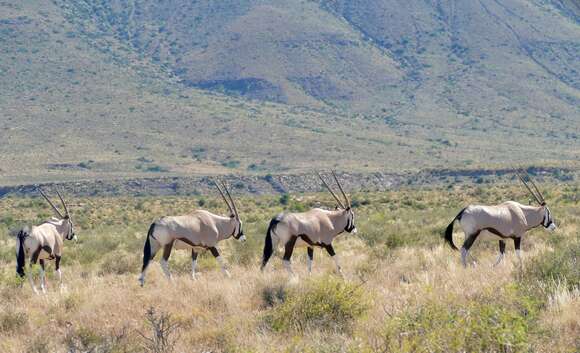 Image of Gemsbok