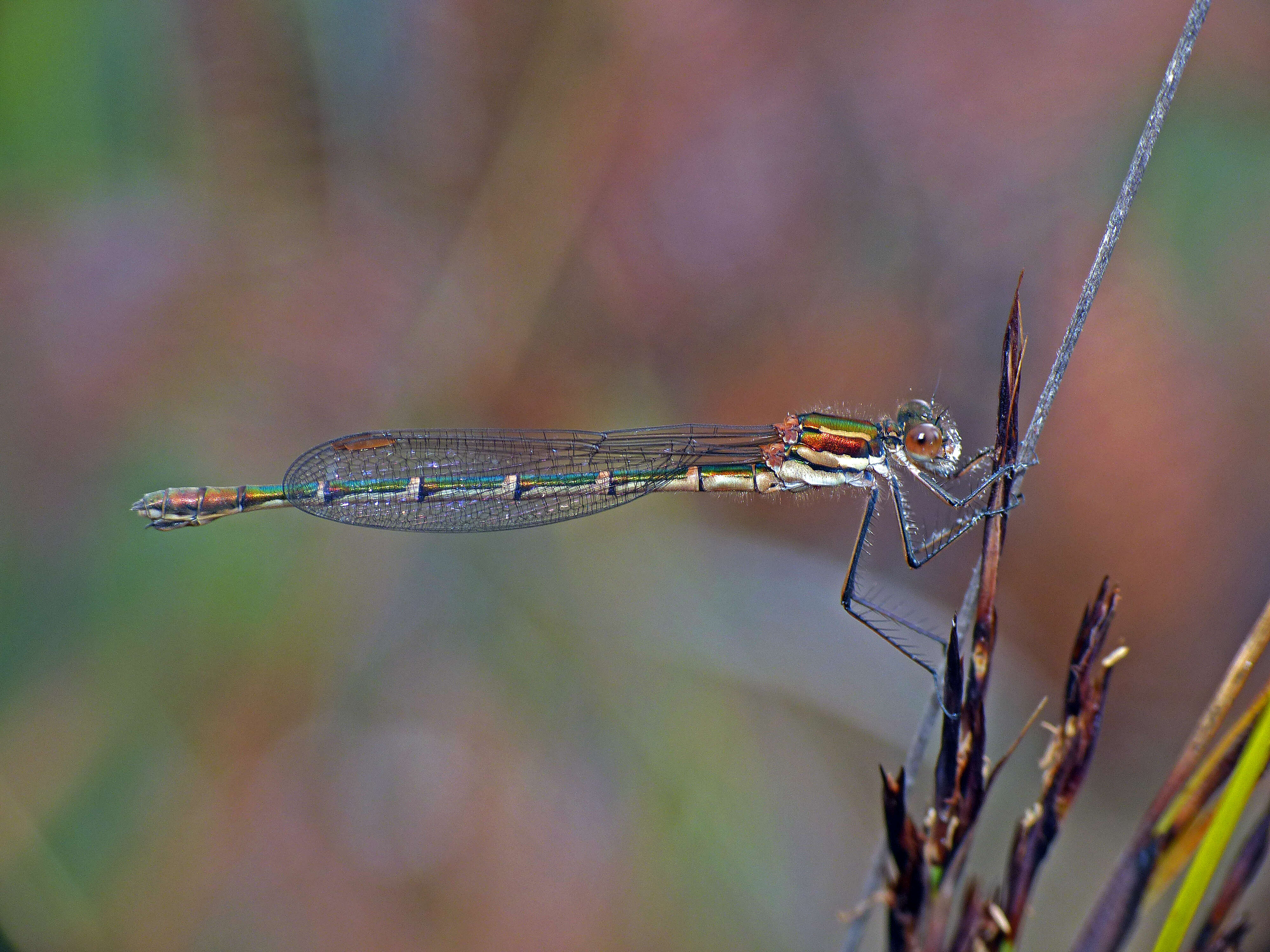 Image de Austrolestes psyche (Hagen ex Selys 1862)