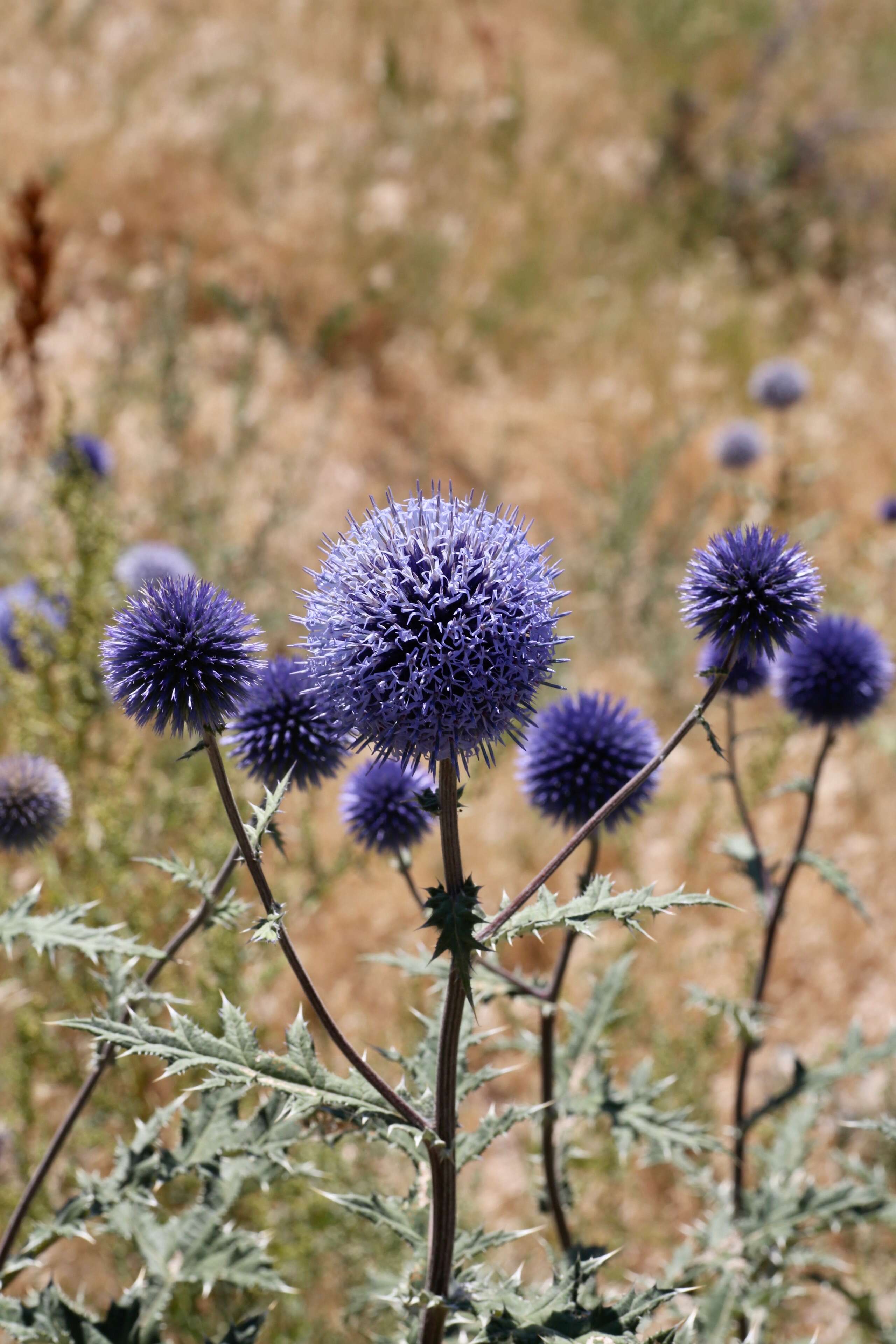 Image of Echinops chantavicus Trautv.