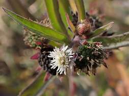 Image of sessile joyweed