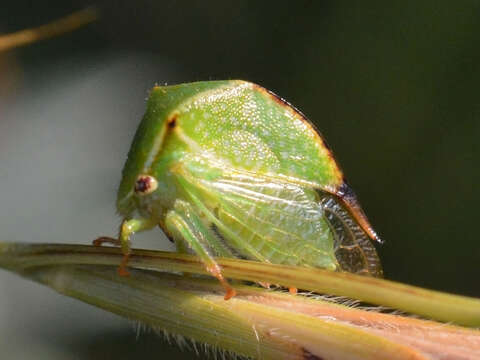 Image of Buffalo treehopper