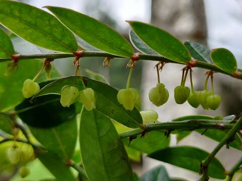 Phyllanthus anamalayanus (Gamble) G. L. Webster的圖片