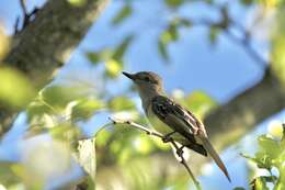 Image of Great Crested Flycatcher