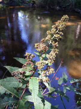 Слика од Spiraea salicifolia L.