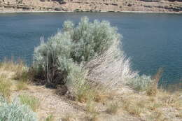 Artemisia filifolia Torr. resmi