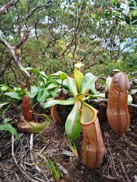 Image of Nepenthes latiffiana