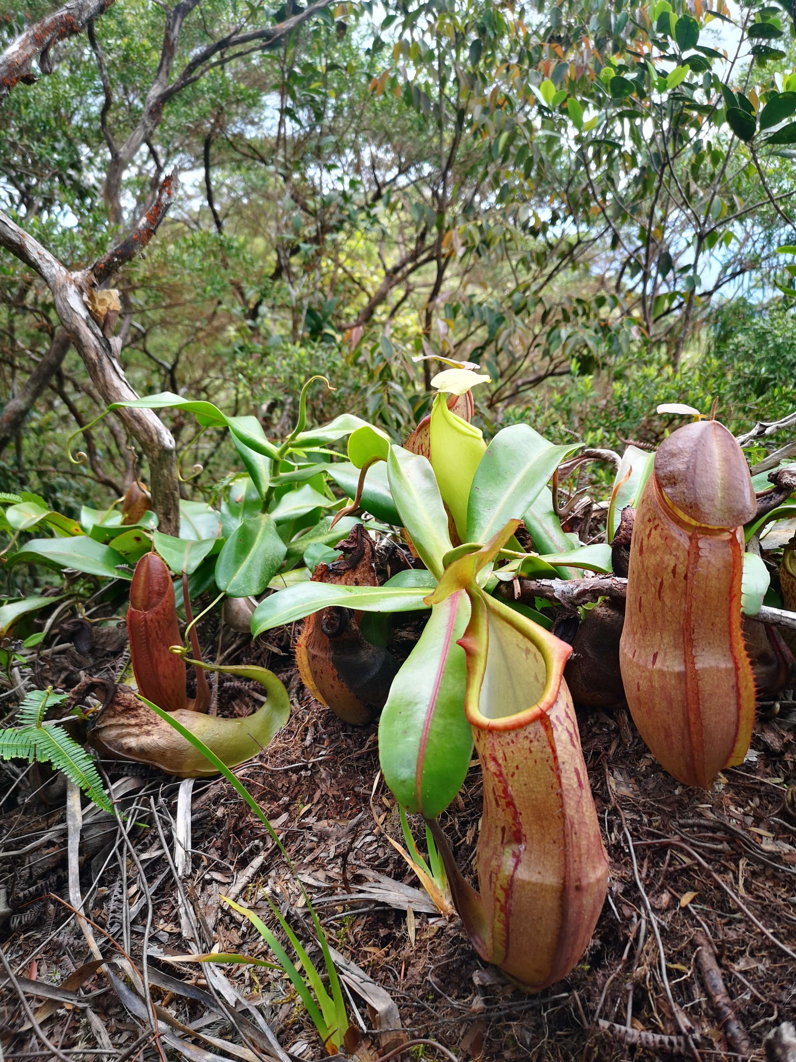 Image of Nepenthes latiffiana