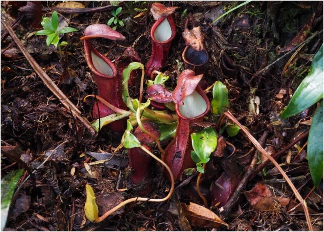Image of Nepenthes domei