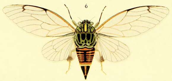 Image of clapping cicada