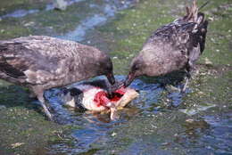 Image of Brown Skua