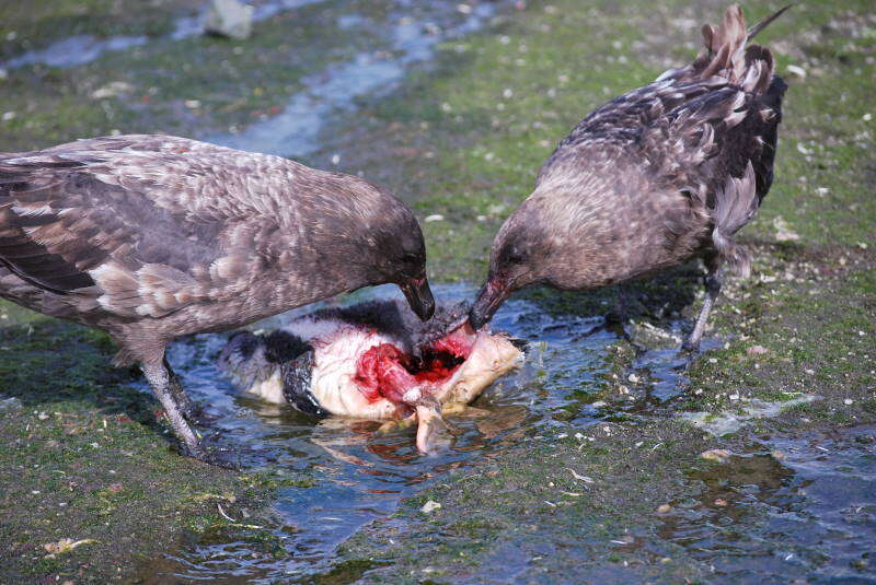 Image of Brown Skua